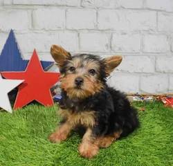 Male Silky Terrier puppy named Elio for sale at Waggles Greensboro.