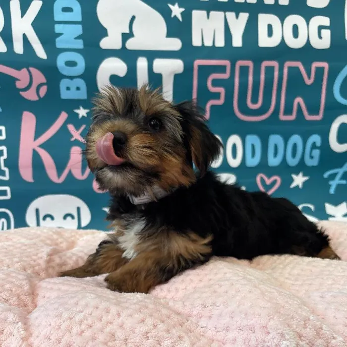 Female Yorkie Puppy for Sale in Charlotte, NC