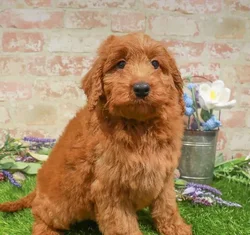 Female Hybrid puppy named Ocean for sale at Waggles Greensboro.