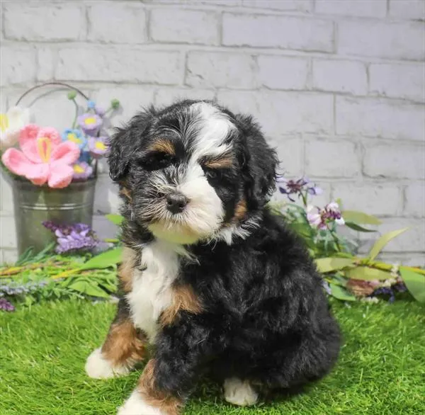 Male Mini Bernedoodle puppy named Toast for sale at Waggles Greensboro.