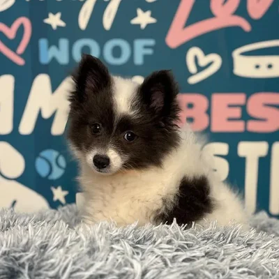 Female Pomeranian Puppy for Sale in Charlotte, NC