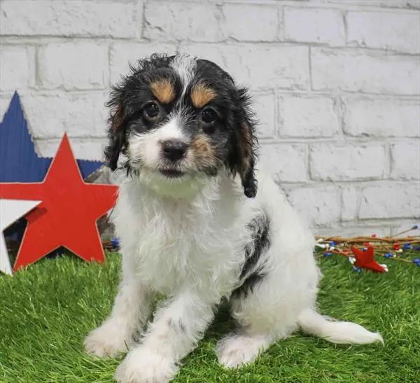 Male Cavapoo puppy named Cody for sale at Waggles Charlotte.