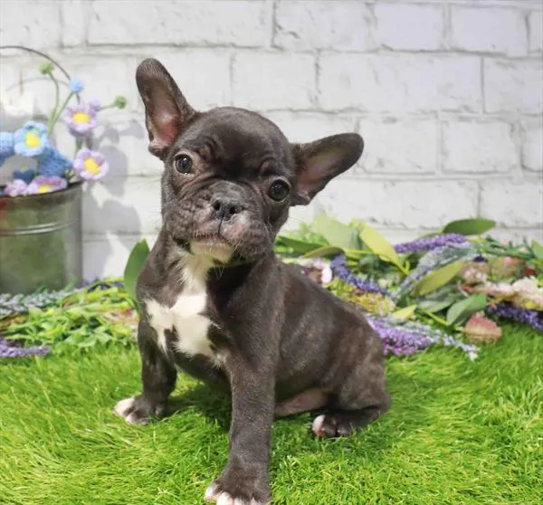 Male French Bulldog puppy named Hulk for sale at Waggles Charlotte.
