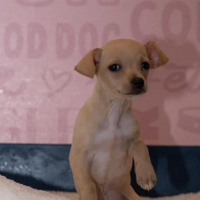 Male Chihuahua puppy named Scone for sale at Waggles Greensboro.