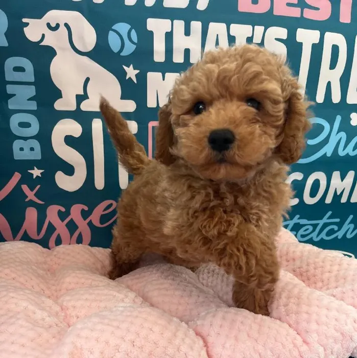 Male Bichapoo Puppy for Sale in Charlotte, NC
