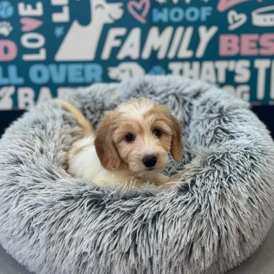 Male Dachshund Puppy for Sale in Charlotte, NC