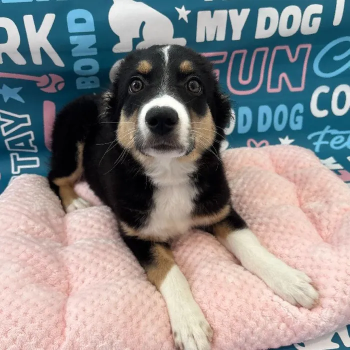 Male Mini Aussie Puppy for Sale in Charlotte, NC