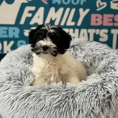 Female Havanese Puppy for Sale in Charlotte, NC