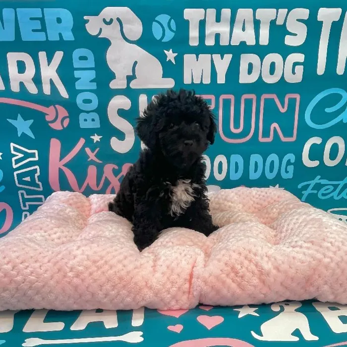 Male Poodle Toy Puppy for Sale in Charlotte, NC