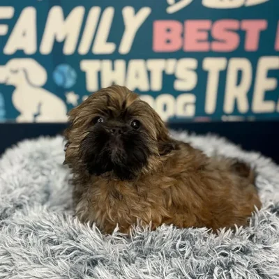 Male Shih Tzu Puppy for Sale in Charlotte, NC