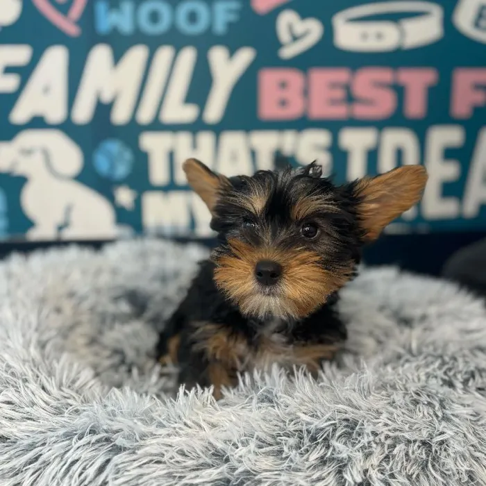 Female Silky Terrier Puppy for Sale in Charlotte, NC
