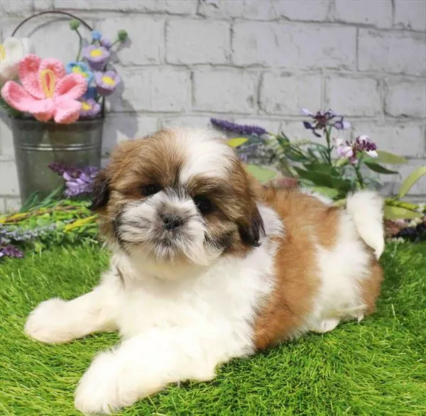 Male Shih Tzu puppy named Harry for sale at Waggles Raleigh.