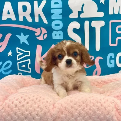 Female Cavalier King Charles Spaniel Puppy for Sale in Charlotte, NC