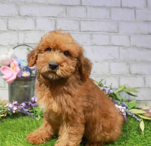 Male Hybrid puppy named Hagrid for sale at Waggles Raleigh.