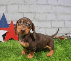 Male Dachshund puppy named Ranger for sale at Waggles Charlotte.