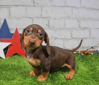 Male Dachshund puppy named Ranger for sale at Waggles Charlotte.