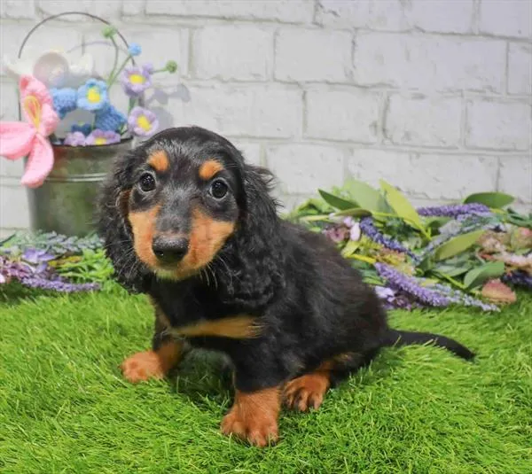 Male Dachshund puppy named Stark for sale at Waggles Charlotte.