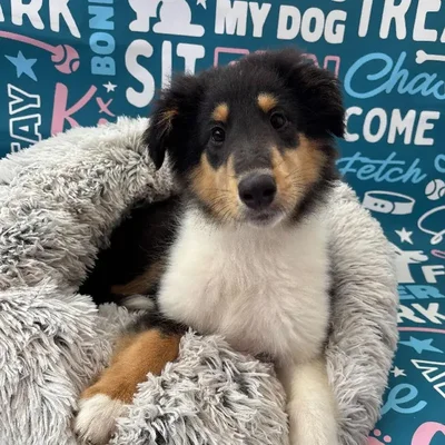 Male Collie Puppy for Sale in Charlotte, NC