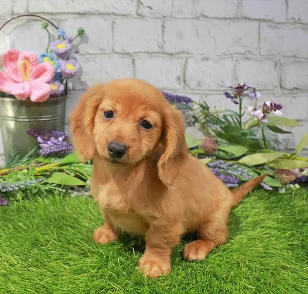 Female Dachshund puppy named Bagel for sale at Waggles Greensboro.