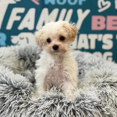 Female Mini Poodle Puppy for Sale in Charlotte, NC