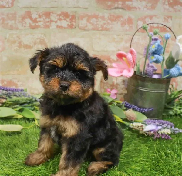 Female Yorkie puppy named Oakley for sale at Waggles Charlotte.