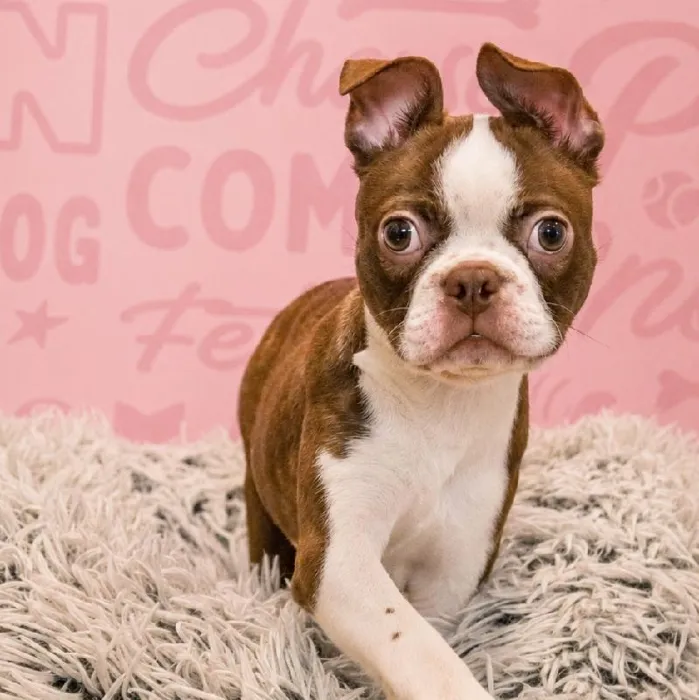 Male Boston Terrier puppy named Sailor for sale at Waggles Greensboro.