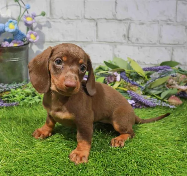 Female Dachshund puppy named Nova for sale at Waggles Charlotte.
