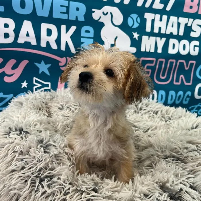 Male Morkie Puppy for Sale in Charlotte, NC
