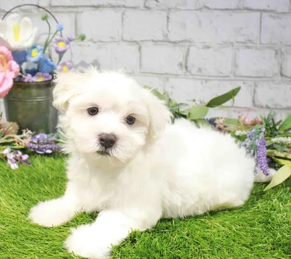 Male Maltese puppy named Parker for sale at Waggles Charlotte.