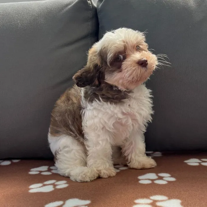 Female Havanese Puppy for Sale in Charlotte, NC