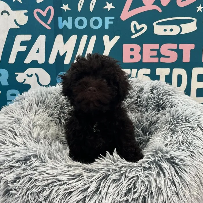 Female Schnoodle puppy named Fendi for sale at Waggles Charlotte.