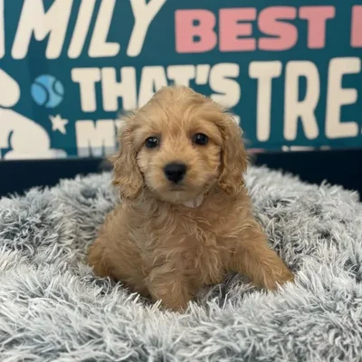Male Cockapoo Puppy for Sale in Charlotte, NC