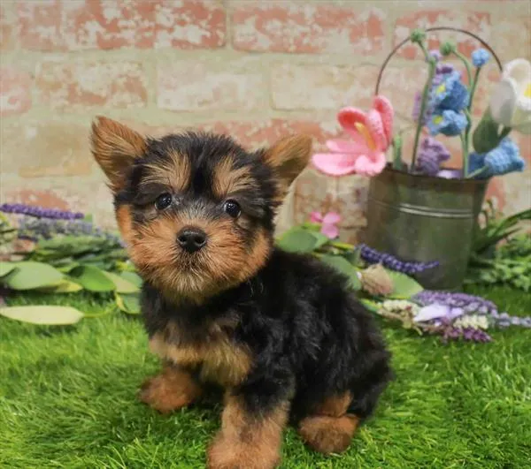Female Silky Terrier puppy for sale at Waggles Greensboro.