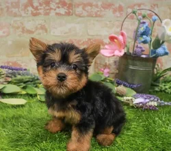 Female Silky Terrier puppy for sale at Waggles Greensboro.