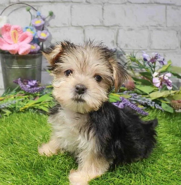Female Morkie puppy for sale at Waggles Greensboro.