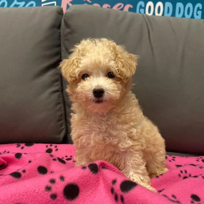 Female Maltipoo Puppy for Sale in Charlotte, NC