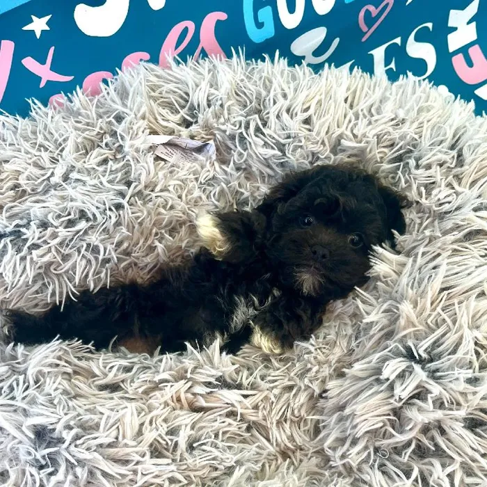 Male Shipoo Puppy for Sale in Charlotte, NC