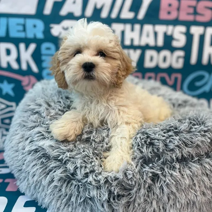 Male Teddy Bear Puppy for Sale in Charlotte, NC