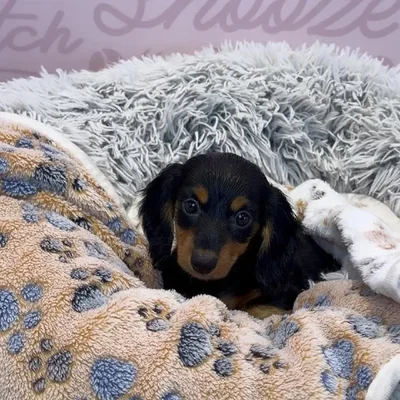 Female Dachshund Puppy for Sale in Greensboro, NC
