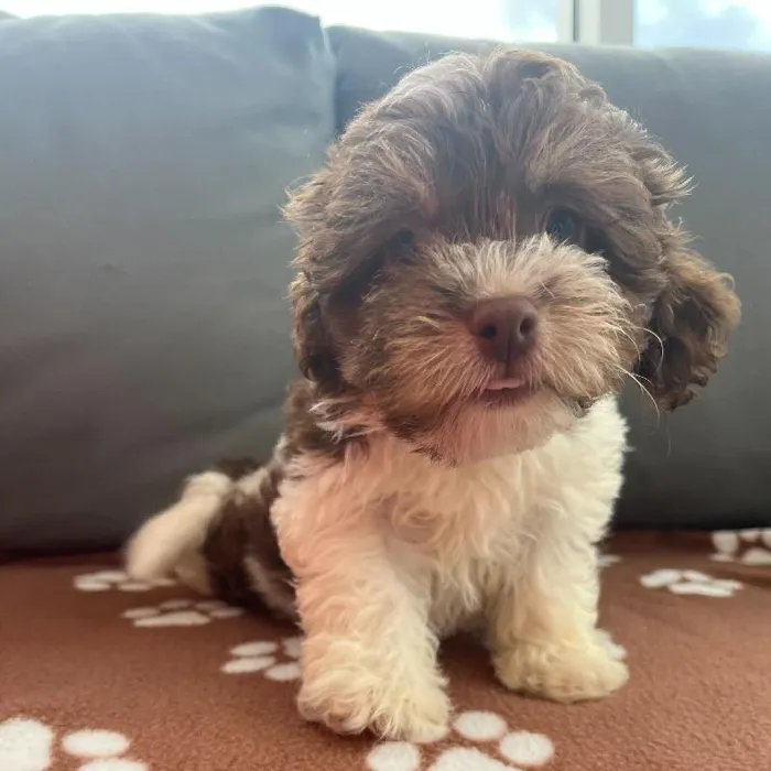 Female Havanese Puppy for Sale in Charlotte, NC