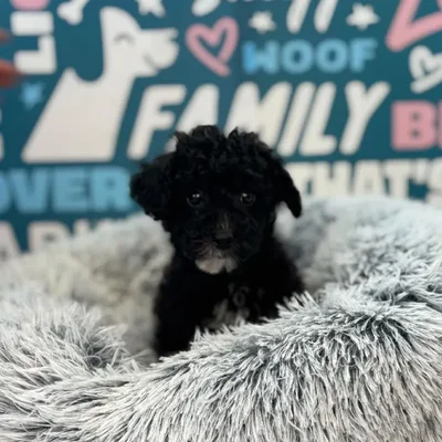 Male Poodle Puppy for Sale in Charlotte, NC