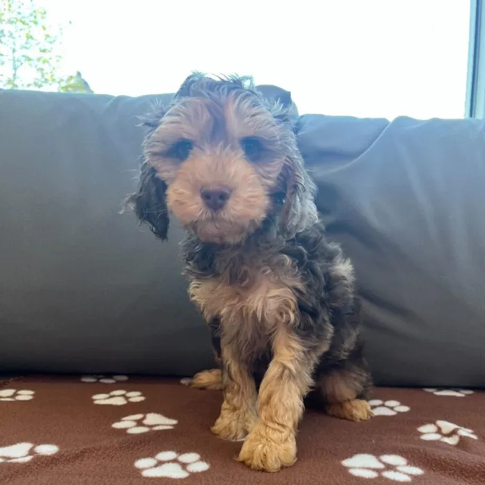 Male Cockapoo Puppy for Sale in Charlotte, NC