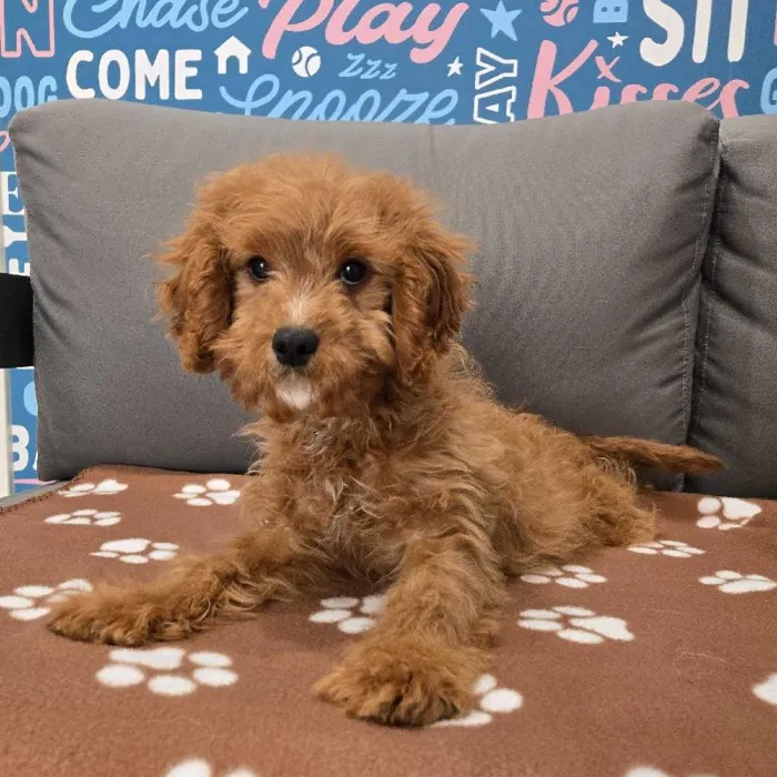Male Cavapoo Puppy for Sale in Charlotte, NC