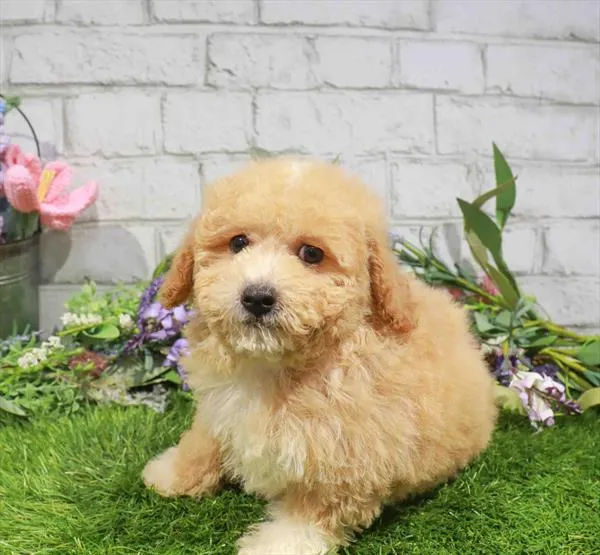 Female Mini Poodle puppy named Alison for sale at Waggles Charlotte.
