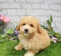 Female Mini Poodle puppy named Alison for sale at Waggles Charlotte.