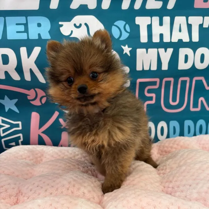 Female Pomeranian Puppy for Sale in Charlotte, NC