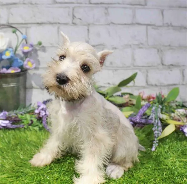 Female Mini Schnauzer puppy named Cupcake for sale at Waggles Charlotte.