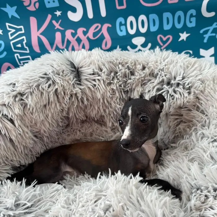 Female Italian Greyhound Puppy for Sale in Charlotte, NC