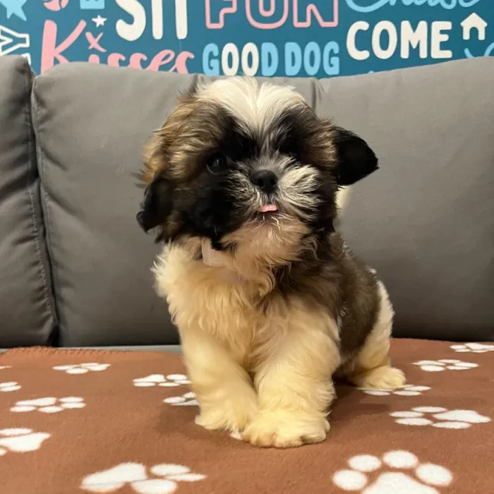 Male Teddy Bear Puppy for Sale in Charlotte, NC