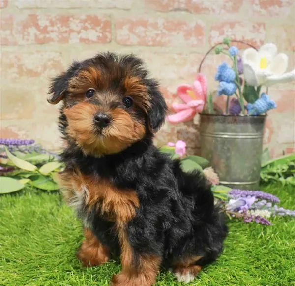 Male Yorkie-Poo puppy named Brett for sale at Waggles Charlotte.